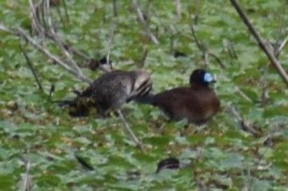 Савка маскова - ML645969787