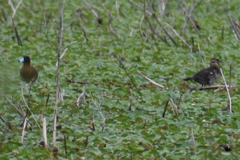 Савка маскова - ML645969788