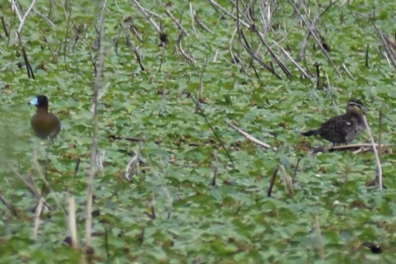 Савка маскова - ML645969789