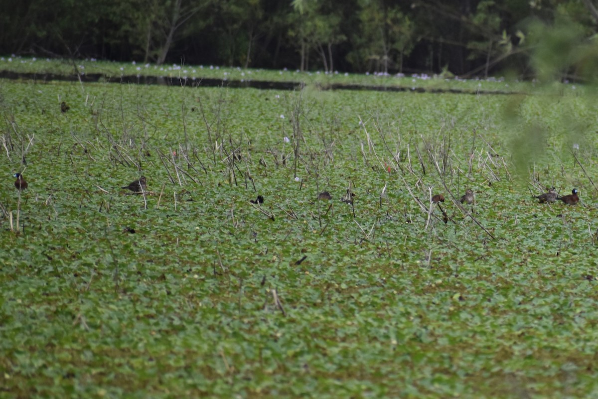 Савка маскова - ML645969790