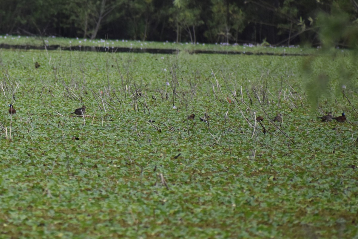 Савка маскова - ML645969791