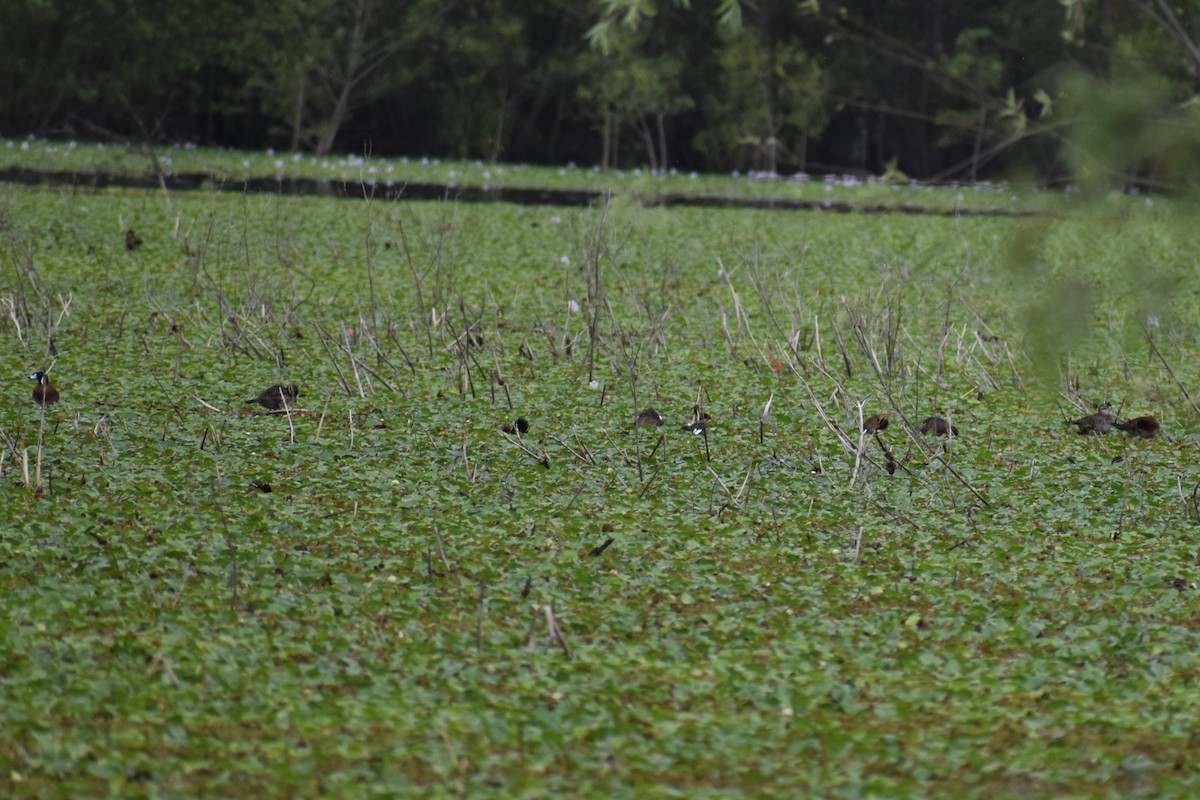 Савка маскова - ML645969792