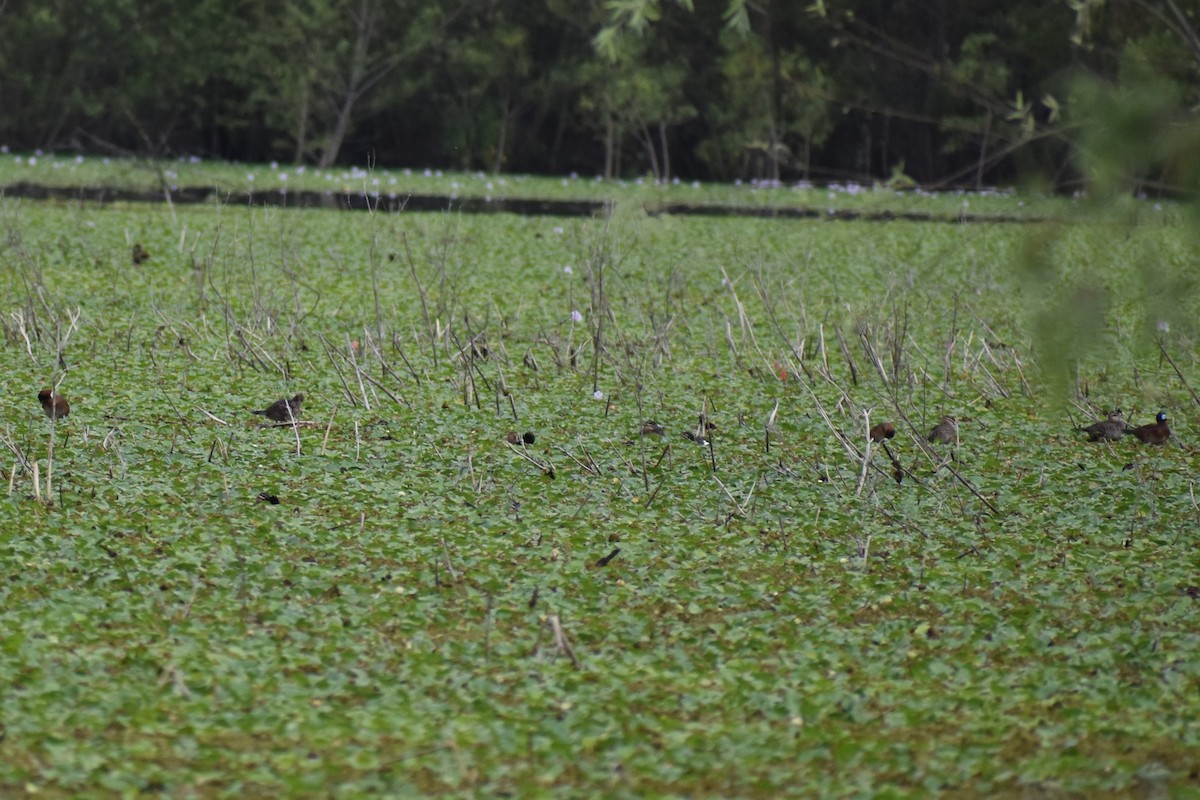 Савка маскова - ML645969793