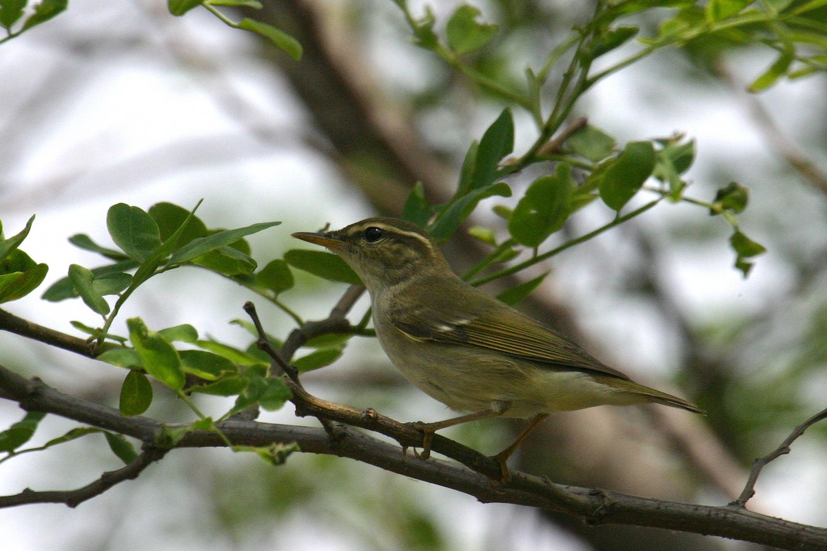 עלווית צפונית - ML645969797