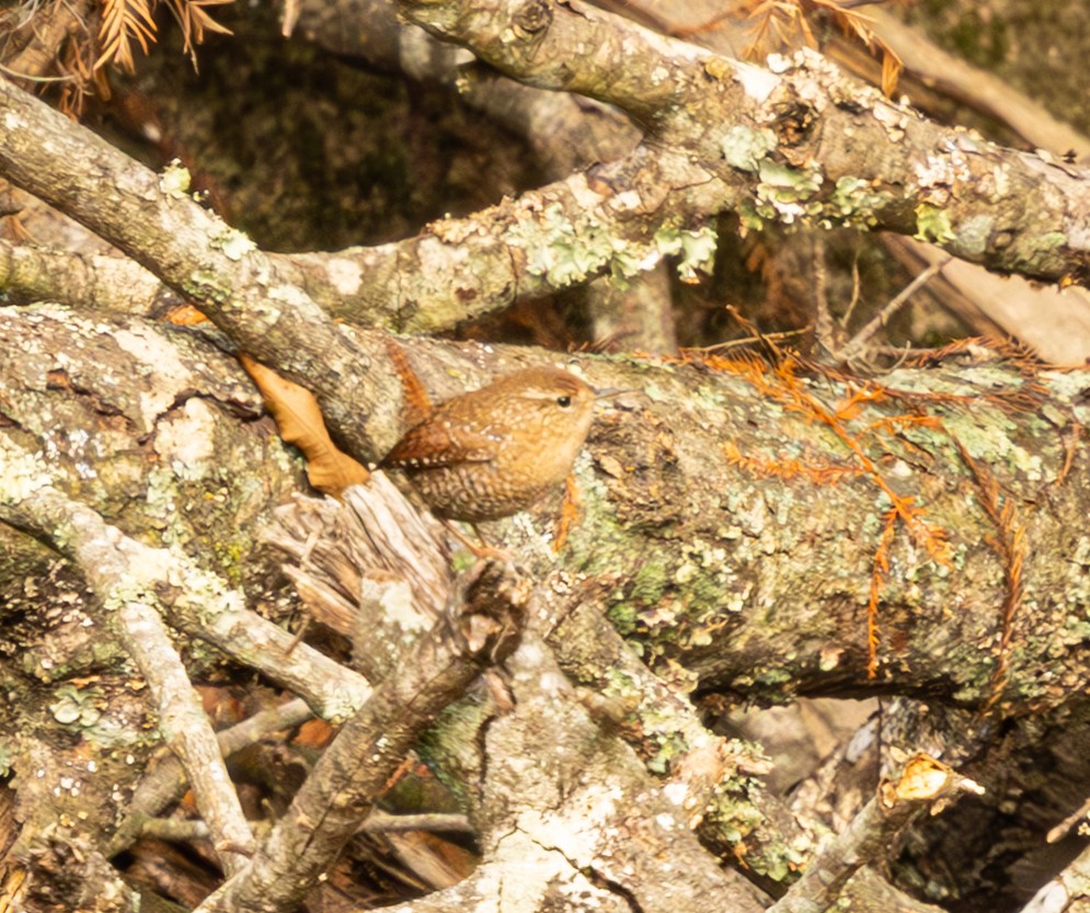 Winter Wren - ML645969798