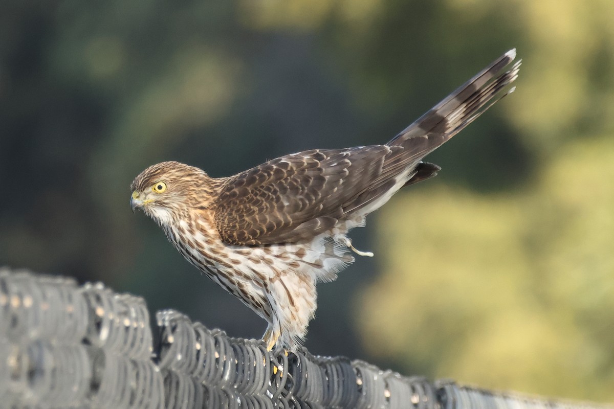 Cooper's Hawk - ML645969799