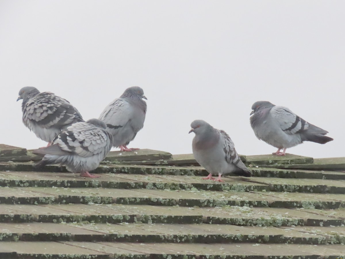 Haitz-usoa (etxekoa) - ML645969814