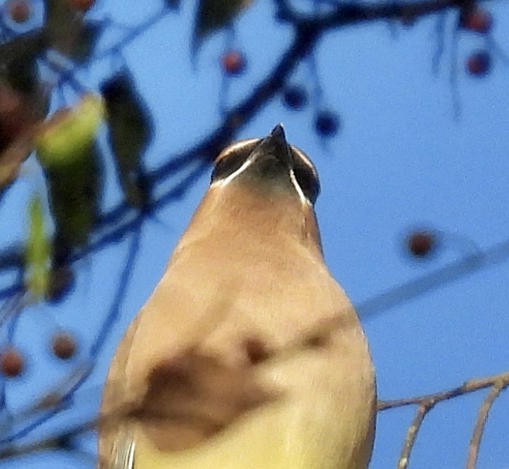 ציצנית אמריקנית - ML645969823