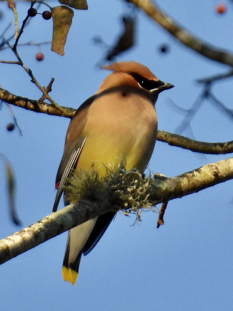 ציצנית אמריקנית - ML645969824