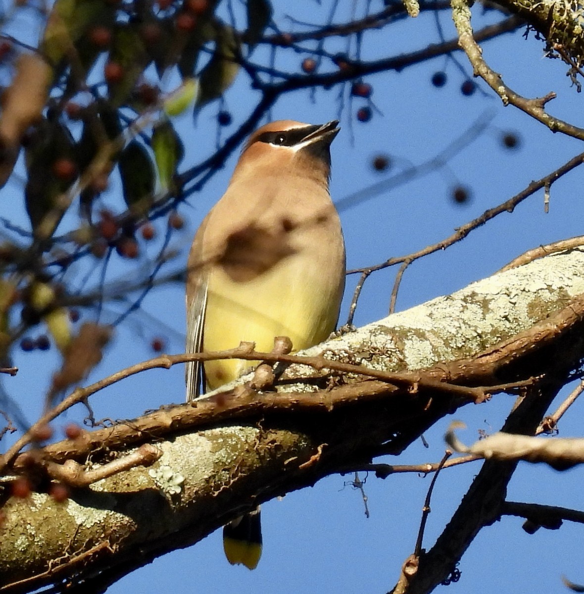 ציצנית אמריקנית - ML645969825