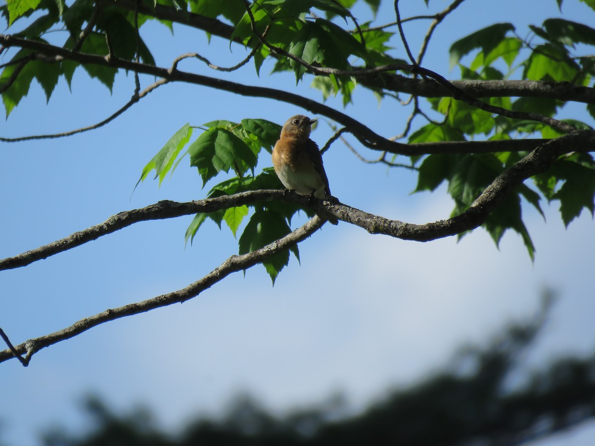 Eastern Bluebird - ML645969827