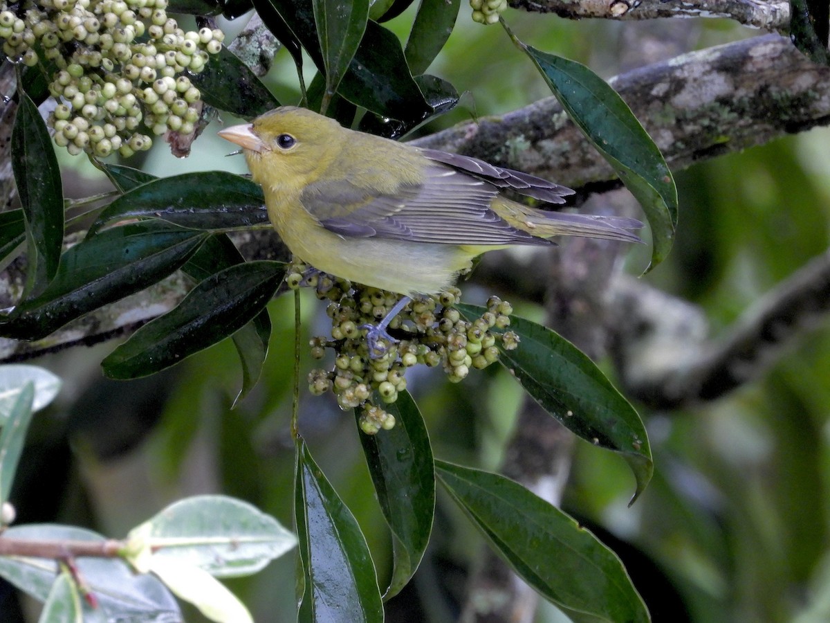 Scarlet Tanager - ML645969829