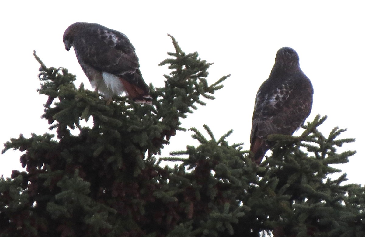 Red-tailed Hawk - ML645969830