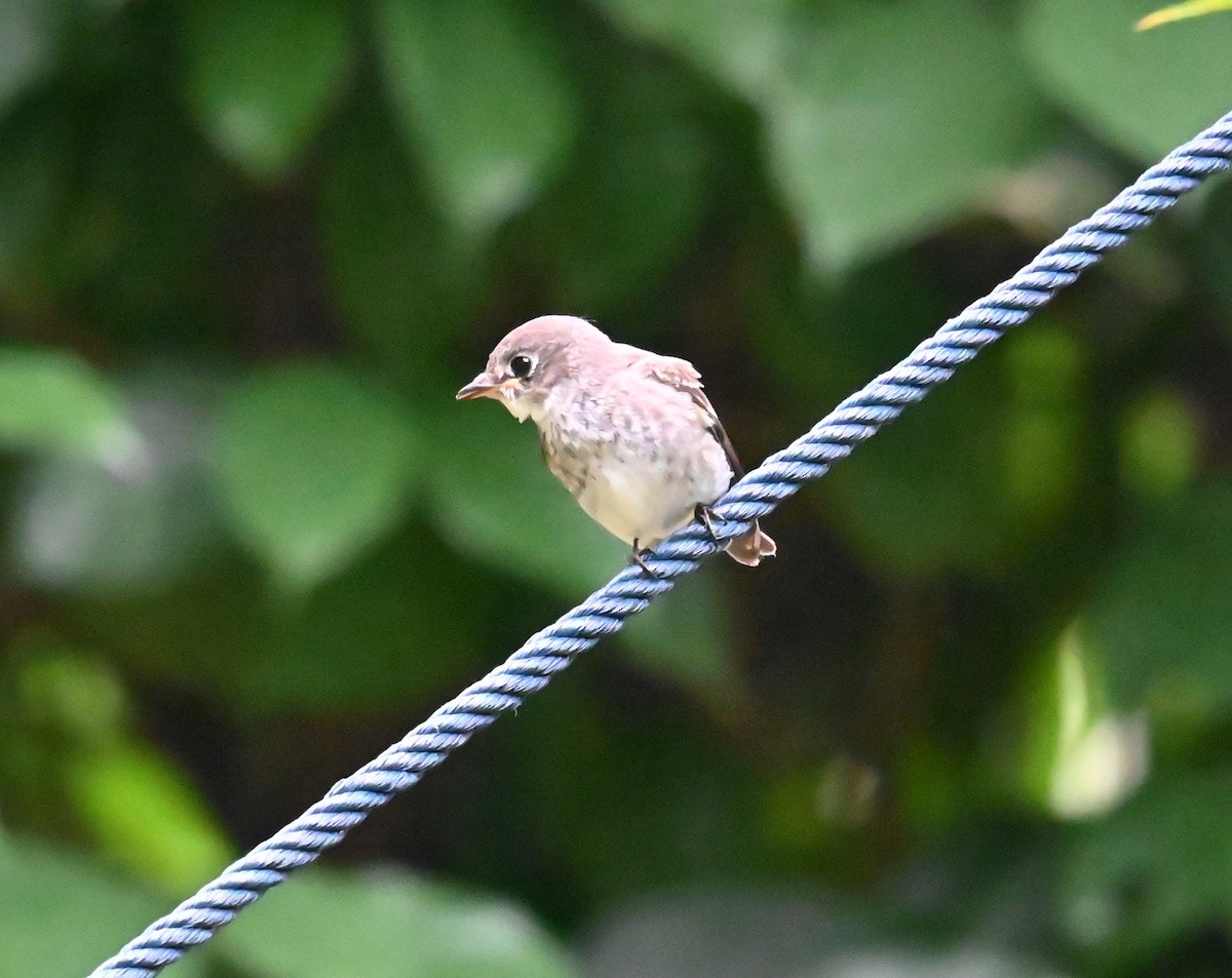 Dark-sided Flycatcher - ML645969831