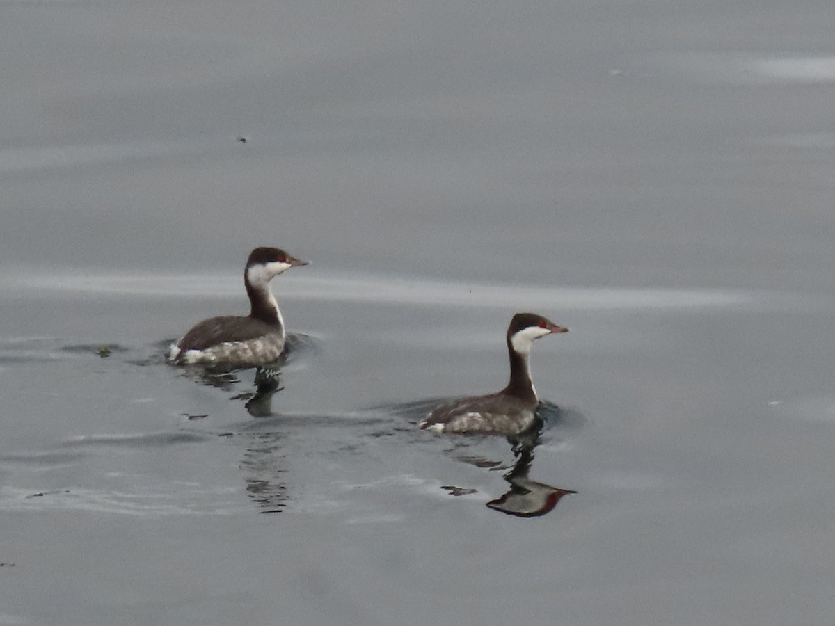 Txilinporta urrebelarria - ML645969833