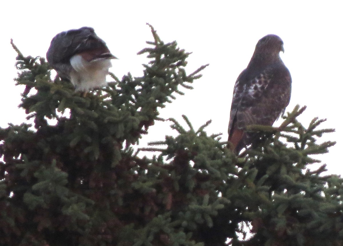 Red-tailed Hawk - ML645969835