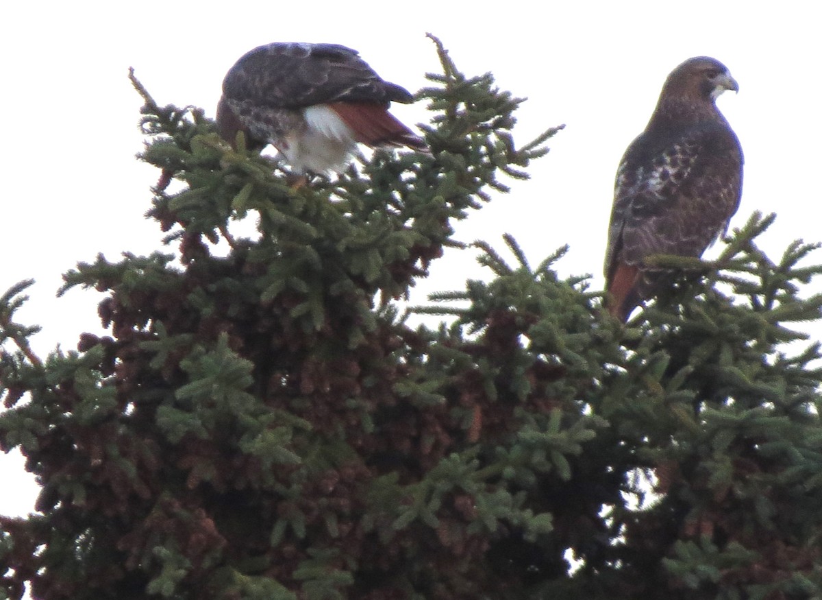 Red-tailed Hawk - ML645969837