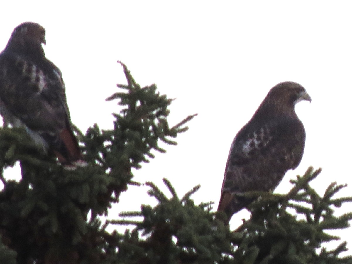 Red-tailed Hawk - ML645969840