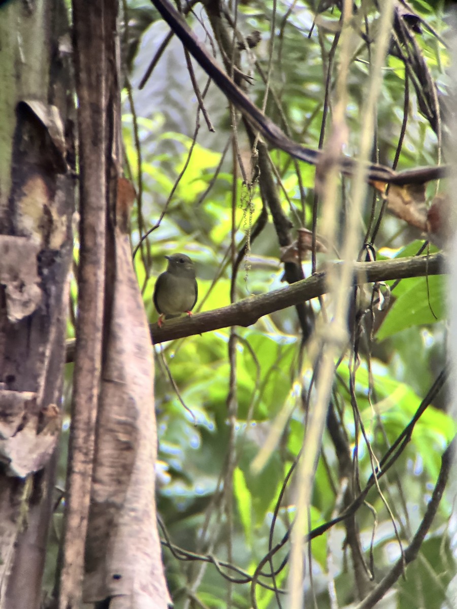 White-bearded Manakin - ML645969841