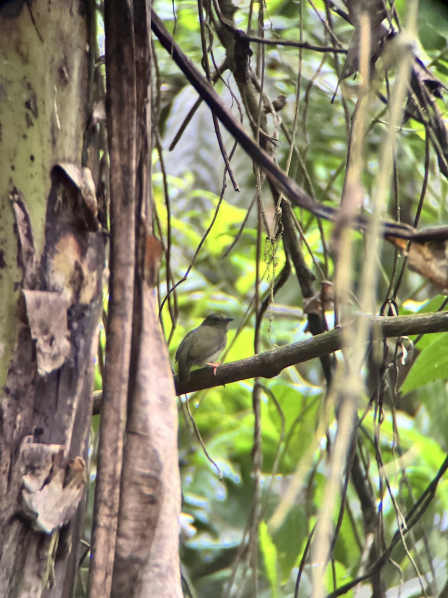 White-bearded Manakin - ML645969842