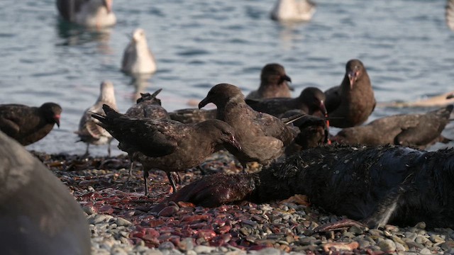 Brown Skua (Subantarctic) - ML645969843