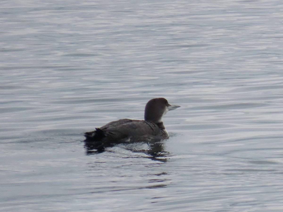 Common Loon - ML645969845