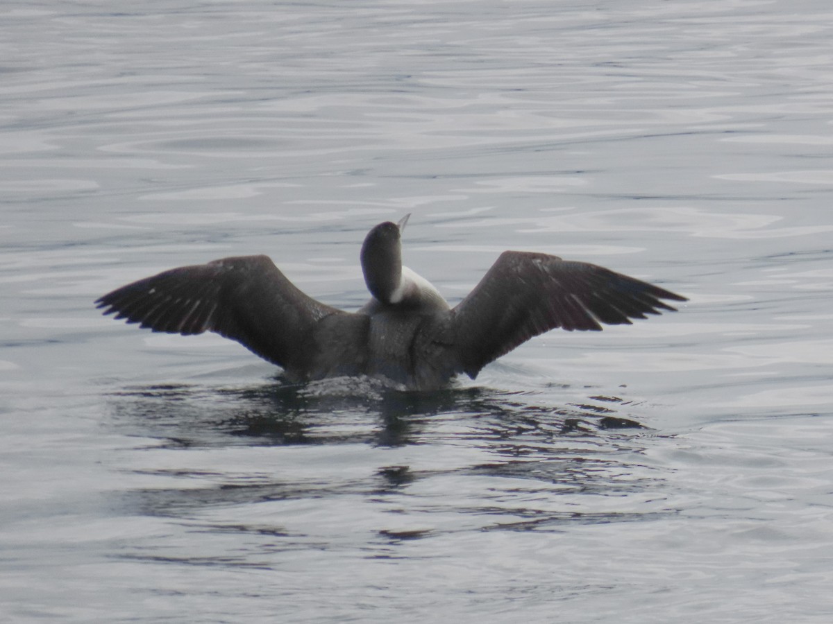 Common Loon - ML645969846