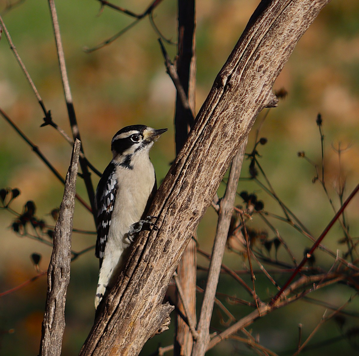 Downy Woodpecker - ML645969866