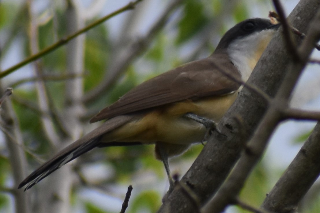 Кукліло бурий - ML645969885