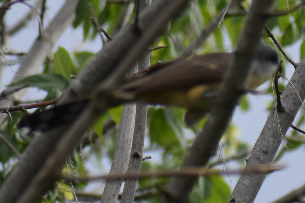 Кукліло бурий - ML645969886