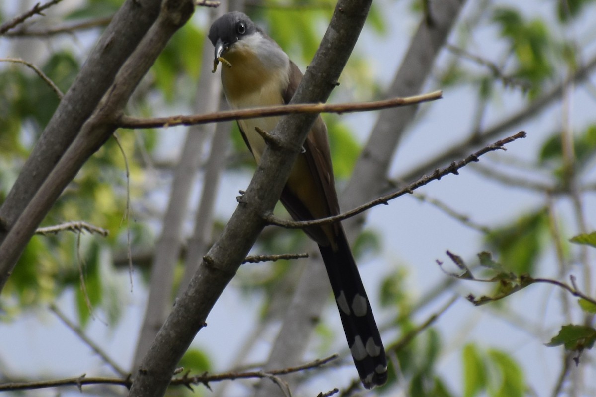 Кукліло бурий - ML645969887