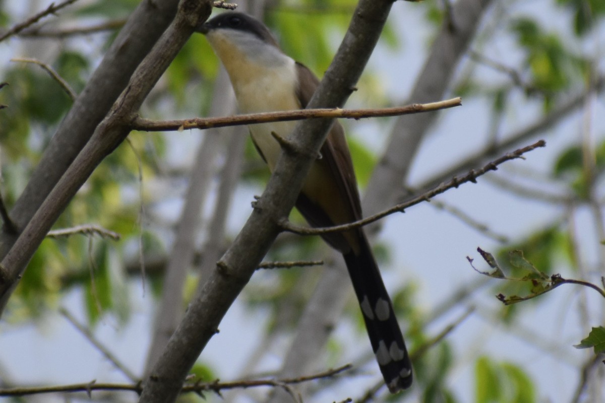 Кукліло бурий - ML645969888