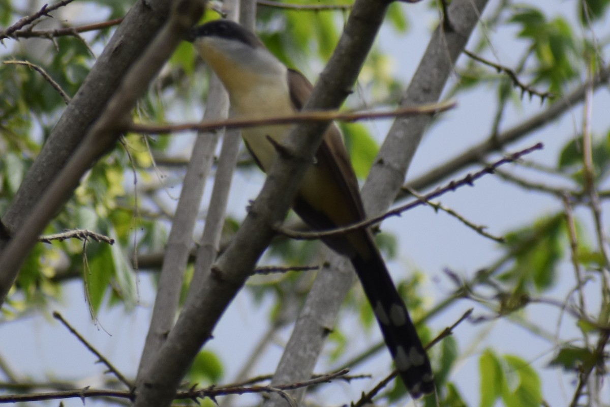 Кукліло бурий - ML645969889