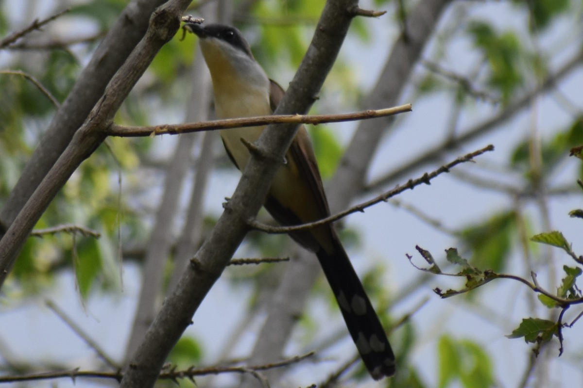 Кукліло бурий - ML645969890