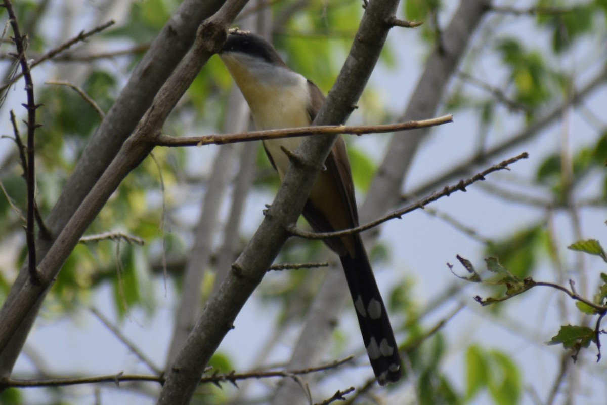 Кукліло бурий - ML645969892