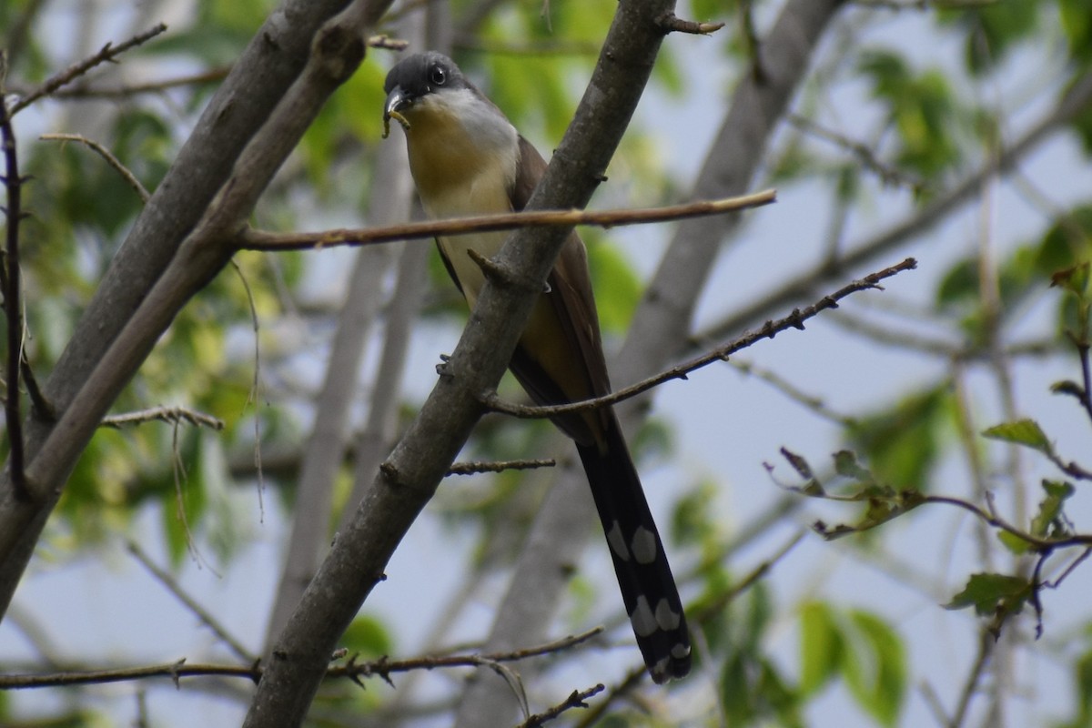 Кукліло бурий - ML645969893