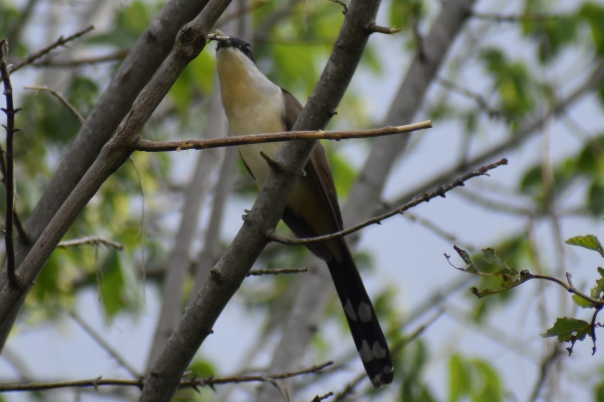 Кукліло бурий - ML645969894