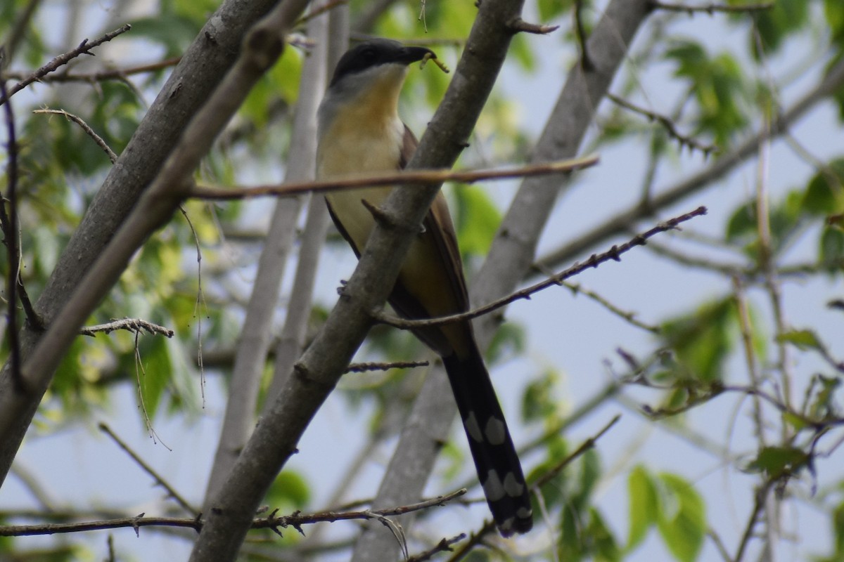 Кукліло бурий - ML645969895