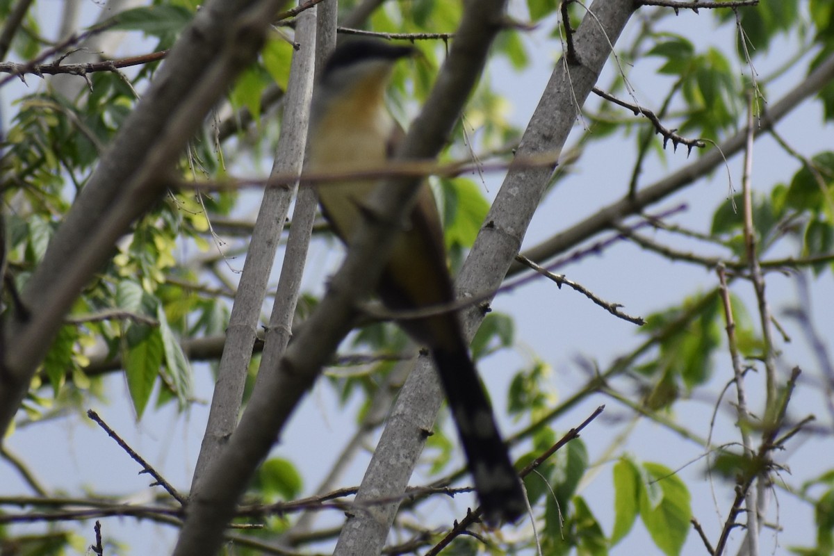 Кукліло бурий - ML645969896