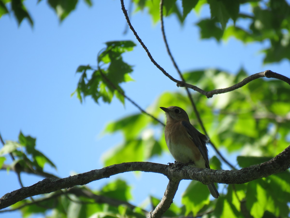 Eastern Bluebird - ML645969898