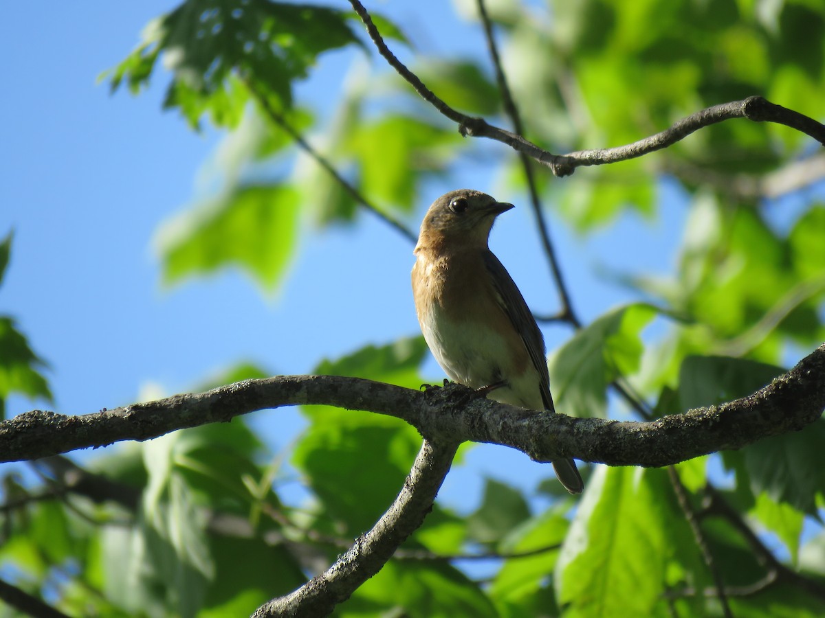 Eastern Bluebird - ML645969899