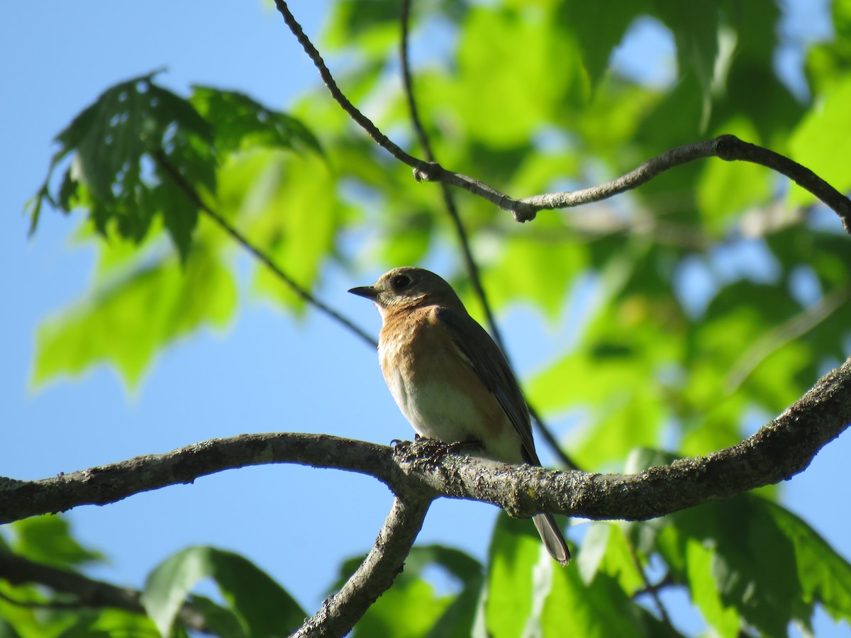 Eastern Bluebird - ML645969900