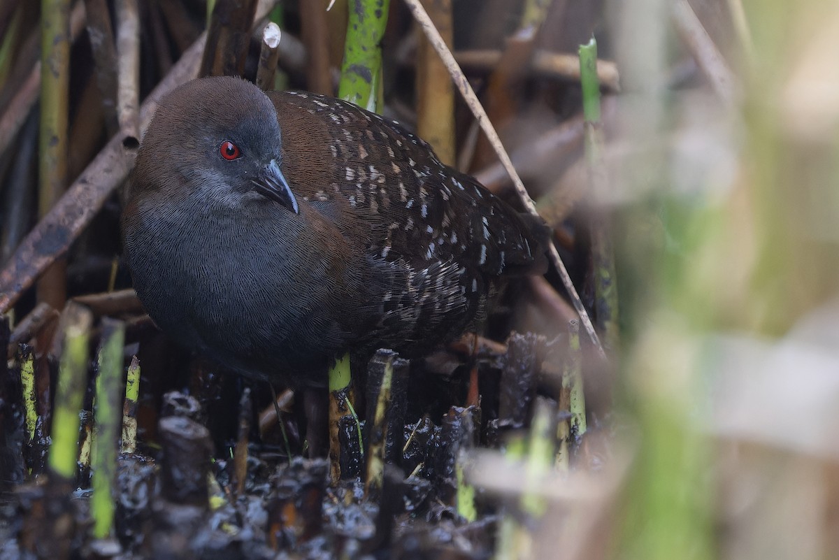 Black Rail (Junin) - ML645969901