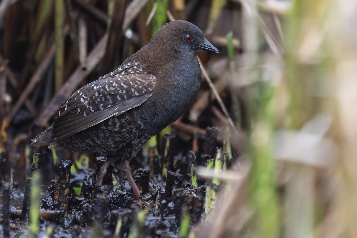 Black Rail (Junin) - ML645969902