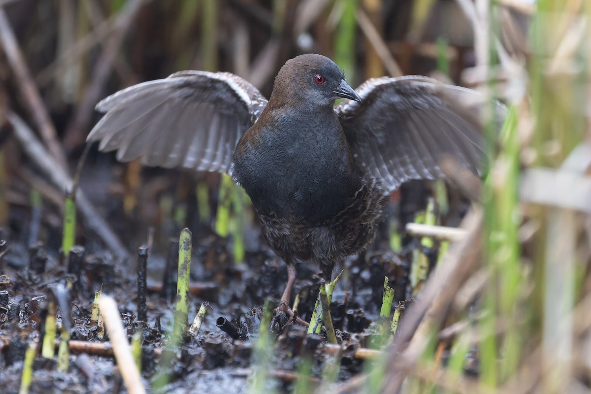 Black Rail (Junin) - ML645969903