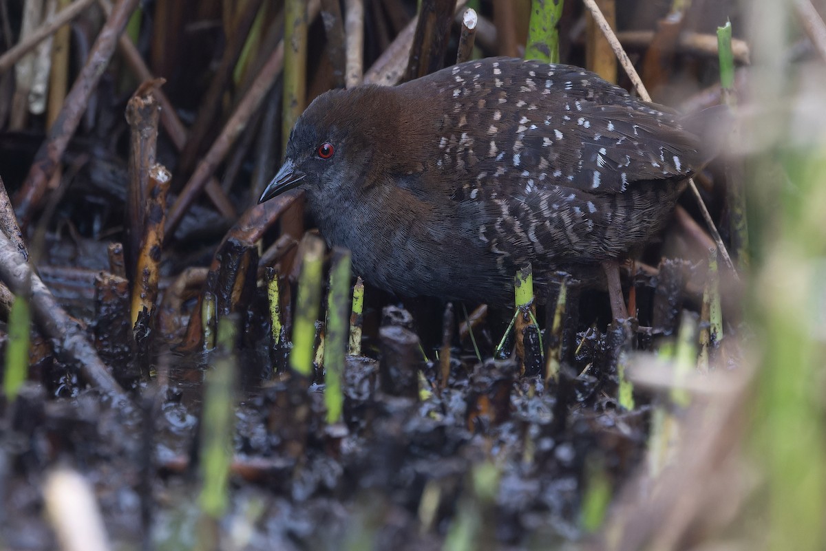 Black Rail (Junin) - ML645969904