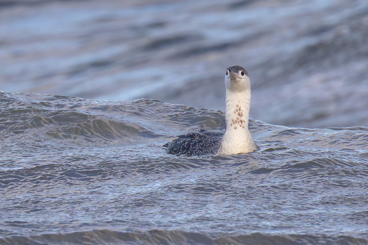 Red-throated Loon - ML645969911