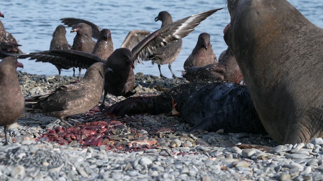Brown Skua (Subantarctic) - ML645969912