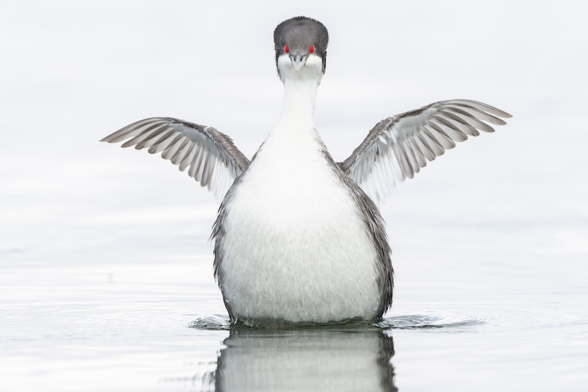 Junin Grebe - ML645969913