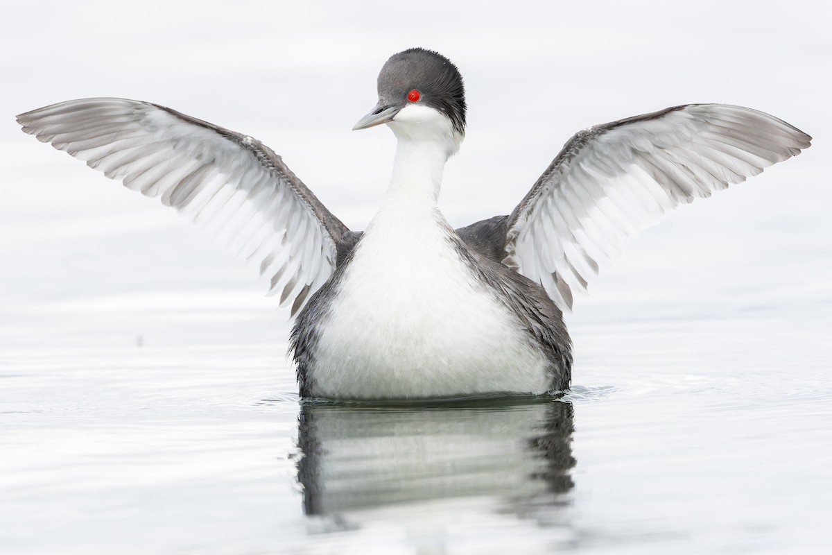 Junin Grebe - ML645969914